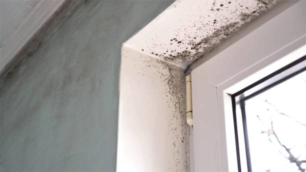 Best Mold Testing  in Hopewell, NJ