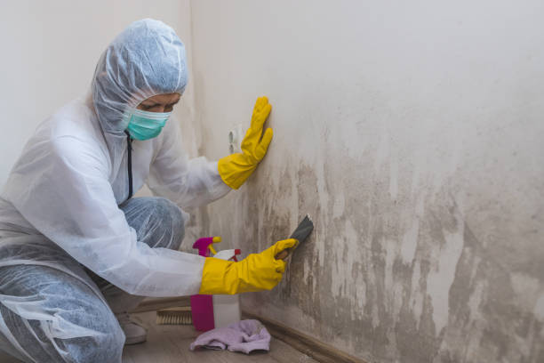 Best Mold Damage Repair  in Hopewell, NJ