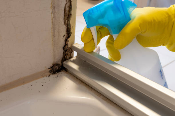 Best Professional Mold Removal  in Hopewell, NJ