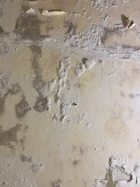 Best Crawl Space Mold Removal  in Hopewell, NJ