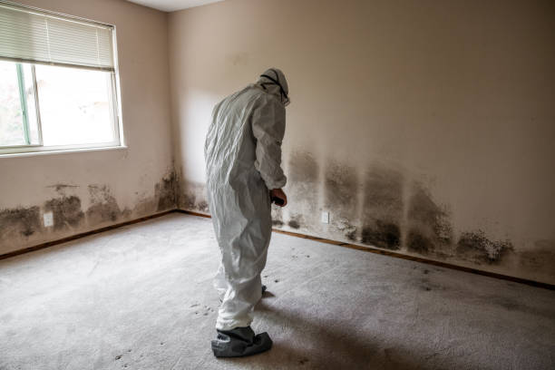 Best Home Mold Removal  in Hopewell, NJ