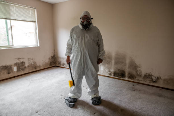 Best Toxic Mold Removal  in Hopewell, NJ