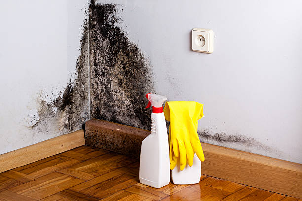 Best Mold Removal Company Near Me  in Hopewell, NJ